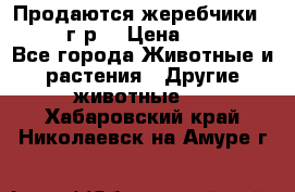 Продаются жеребчики 14,15 16 г.р  › Цена ­ 177 000 - Все города Животные и растения » Другие животные   . Хабаровский край,Николаевск-на-Амуре г.